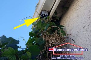 Vines separated the downspout from the gutter